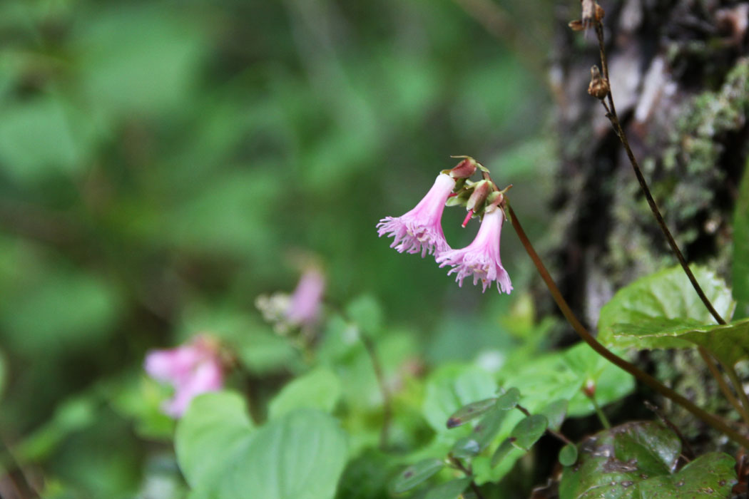 湿原を取り囲む外輪山を散策　イワカガミやマイヅルソウなど多くの花に会うことができました